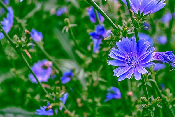 Medicinal Herbs Garden
